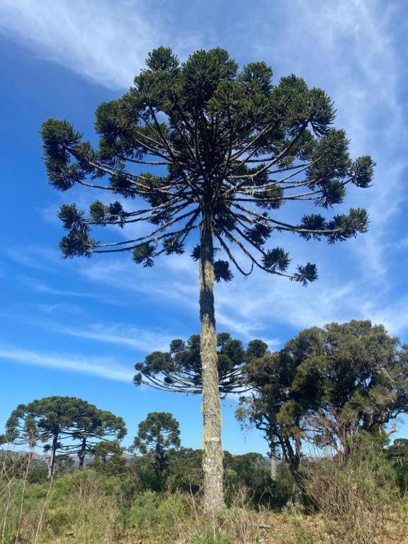 Recanto Luz Da Serra Urubici Eksteriør bilde