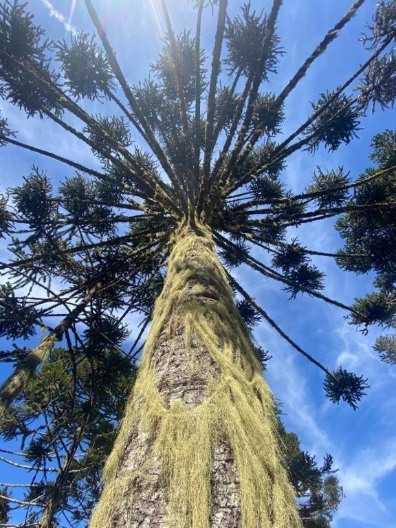 Recanto Luz Da Serra Urubici Eksteriør bilde
